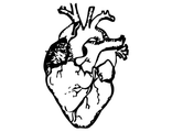 Кардиология и кардиохирургия
